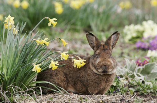Ein Kaninchen schlachten und dann essen? Rob Green von BigFm tut es doch nicht. Foto: AP