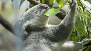 Koala in der Wilhelma Foto: Lichtgut/Julian Rettig