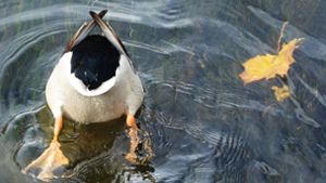 Eine Ente ist von einem etwa 30 Zentimeter langen und vier Millimeter dicken Ast durchbohrt worden. Foto: dpa