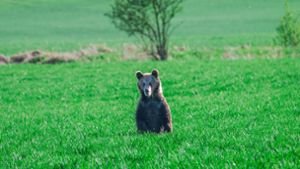 In den vergangenen Wochen wurden in der Slowakei mehrere Menschen bei unfreiwilligen Begegnungen mit Braunbären verletzt. Foto: Jaroslav Slastan/Staatlicher Naturschutz der Slowakei/dpa