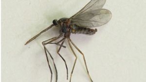 Eine ausgewachsenes Exemplar der Gattung Asphondylia, die zu den Gallmücken zählt. Ihr Larven können das 36-Fache ihrer Körperlänge weit springen. Foto: Wikipedia commons/Beatriz Moisset