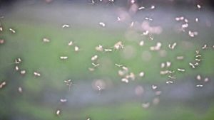 Kleine Wolken von schwirrenden Mücken kündigen die kalte Jahreszeit an. Foto: Michael Eick