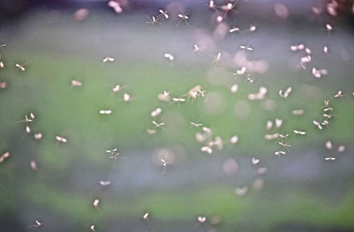 Kleine Wolken von schwirrenden Mücken kündigen die kalte Jahreszeit an. Foto: Michael Eick