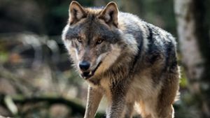 Ein Wolf hat Rotwild bei Freudenstadt gerissen Foto: dpa-Zentralbild