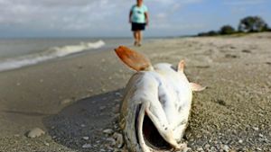 Tod und Verwesung: an den Stränden Floridas liegen immer mehr Fischkadaver. Foto: Getty