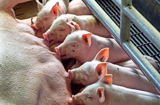 Die Zahl Ferkelzüchter und der Schweinemäster ist in den letzten zehn Jahren deutlich gesunken. Und sie wird weiter zurückgehen. Foto: dpa/Jens Büttner
