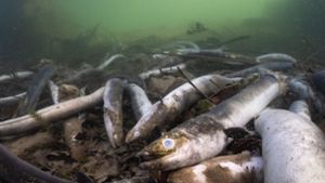 Zwischen November und Februar könnten Zehntausende Aale verenden. Foto: dpa/Jonas Steiner