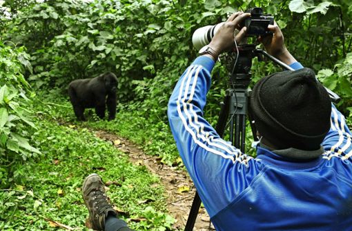 Bitte recht freundlich! Gorillas sind ein beliebtes Fotomotiv im grünen Uganda. Foto: imago images/Xinhua/Ronald Ssekandi via