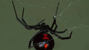 Die Schwarze Witwe gehört zu den giftigsten Spinnen. (Symbolbild) Foto: dpa