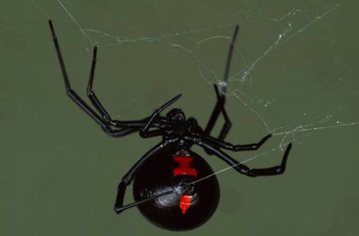 Die Schwarze Witwe gehört zu den giftigsten Spinnen. (Symbolbild) Foto: dpa