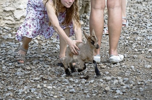 Die Organisation Animalequality hat mehr als 10.000 Unterschriften gegen die Tierhaltung im Freizeitpark Schwabenpark im Rems-Murr-Kreis gesammelt. Foto: Animalequality