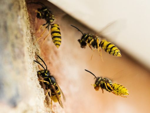 Wespen suchen sich gerne mal Hauswände für ihren Nestbau aus. Foto: Daisy Daisy/Shutterstock.com