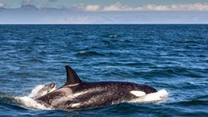 Orca vor Südafrika: Nun wurde beobachtet, wie ein einzelner Orca einen Weißen Hai getötet hat. (Symbolfoto) Foto: imago images/Greatstock/CONTRIBUTOR via www.imago-images.de