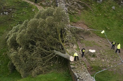 Polizeibeamte betrachten den gefällten Berg-Ahorn  Sycamore Gap Tree am Hadrianswall in der nordenglichen Region Northumberland. Foto: PA Wire/dpa/Owen Humphreys