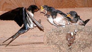 Die kleinen Vögel sind hungrig und nützlich: Vier Schwalben vertilgen etwa 150 000 Insekten im Jahr. Foto: Nabu Stuttgart/Michael Schmolz