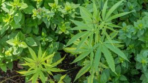 Drei Cannabis-Pflanzen sollen künftig für den Eigenanbau erlaubt sein. Foto: imago images/Michael Kristen/kristen-images.com