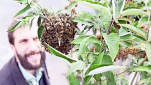Ein Bienenschwarm ist ein immer seltener werdender Anblick. Foto: Pro Biene
