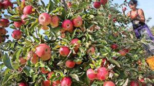 Wegen der in diesem Sommer großen Trockenheit sind viele der Äpfel deutlich kleiner als sonst. Die Erntemenge fällt daher geringer als erwartet aus Foto: dpa/Stefan Sauer