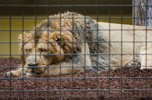 Der Löwe Shapur liegt nach seiner Reise aus dem Zoo Mulhouse (Frankreich) in seinem neuen Gehege in der Stuttgarter Wilhelma. Foto: dpa