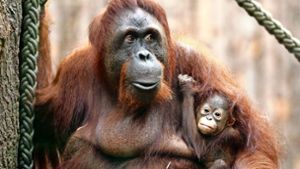 Orang-Utan-Mütter kümmern sich viele Jahre intensiv um ihren Nachwuchs. Foto: dpa