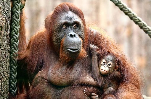 Orang-Utan-Mütter kümmern sich viele Jahre intensiv um ihren Nachwuchs. Foto: dpa