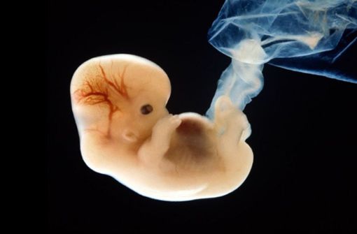Forscher aus Japan wollen menschliche Organe in Tieren züchten. Foto: Glomex