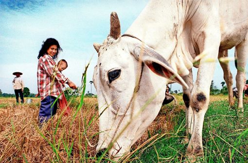 Wer in Kambodscha eine Kuh besitzt, hat sich einen Lebenstraum erfüllt: So ein Tier ist oft ebenso viel wert wie ein Haus. Foto: AFP/Philippe Lopez