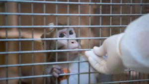 Die drei Mitarbeiter des Instituts sollen Affen unnötigen Qualen ausgesetzt haben (Symbolbild). Foto: dpa