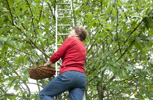 Gartenarbeit mit der Leiter: Wichtig ist ein fester Stand, die Leiter sollte nicht wackeln und auch nicht verrutschen. Foto: Imago stock&people