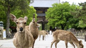 Ein hungriger Sika-Hirsch blickt in der japanischen Stadt Nara erwartungsvoll in die Kamera. Foto: dpa