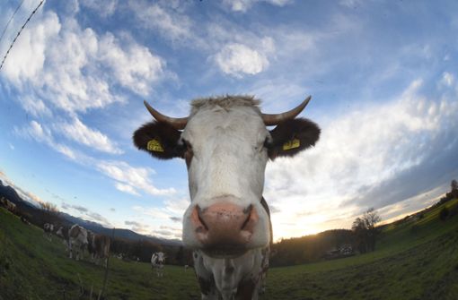Vier Rinder haben am Donnerstag in Oberboihingen das Weite gesucht. (Symbolbild) Foto: dpa/Felix Hörhager