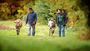 Herbert Vaihinger und Iris Striegel führen ihre Esel aus. Foto: Gottfried Stoppel