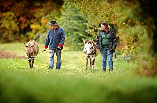 Herbert Vaihinger und Iris Striegel führen ihre Esel aus. Foto: Gottfried Stoppel