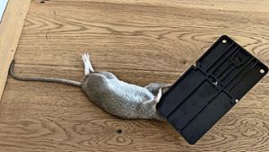 Ende eines Tauchgangs: Diese Ratte ist durch das Abflussrohr und die Toilette in eine Wohnung in der Esslinger Altstadt eingedrungen. Ihr Ausflug endete tödlich in der Schnappfalle. Foto: privat
