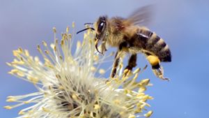 Bienen sind nicht nur für das Bestäuben von Blüten nützlich: Mit dem richtigen Training entdecken sie auch das Coronavirus. (Symbolbild) Foto: dpa/Caroline Seidel