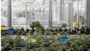In jeder Klimakammer des Phytotechnikums können andere Umweltbedingungen für Pflanzen und Wirtstiere  simuliert werden. Foto: Lichtgut/Julian Rettig