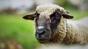 Schafe ertränkt, Hühner geköpft – Peta setzt Belohnung aus