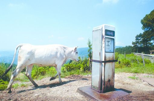 Der Fotograf Giorgio Wolfensberger hat einen Sinn fürs Absurde: „Tankende Kuh“ aus dem Fotoband „Foto Povera“, Edition Patrick Frey, Zürich. Foto: Edition Patrick Frey