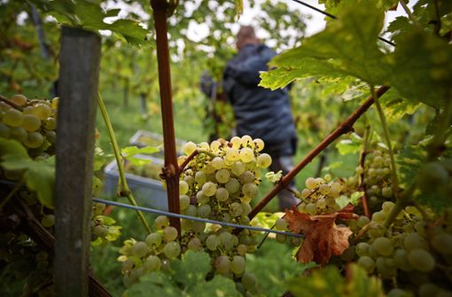 Das Ende der Lese nähert sich und die Wengerter sind nach einem herben Weinbaujahr inzwischen doch recht optimistisch. Foto: Gottfried Stoppel
