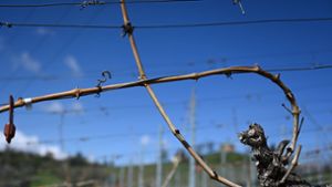Weinreben stehen geschnitten und gebunden in einem Weinberg bei Stuttgart-Uhlbach. Durch den jüngsten  Kälteeinbruch gibt es im Südwesten  vereinzelt Frostschäden Foto: Bernd Weißbrod/dpa