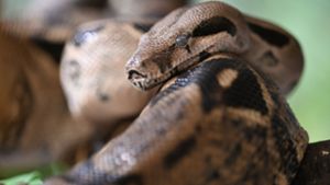 42 Babyschlangen hat eine Boa in Unteruhldingen zur Welt gebracht. Foto: dpa/Felix Kästle