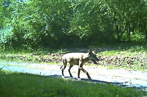 Das in Esslingen ertappte  Wolfsexemplar ist mutmaßlich weitergezogen. Foto: Umweltministerium