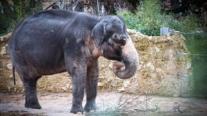 Ein Asiatischer Elefant in der Wilhelma – ihr natürlicher Lebensraum in Indien wird zunehmend zerstört. Foto: Achim Zweygarth