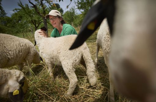Christine Brencher bei den Schafen auf der Weide. Foto: Gottfried/ Stoppel