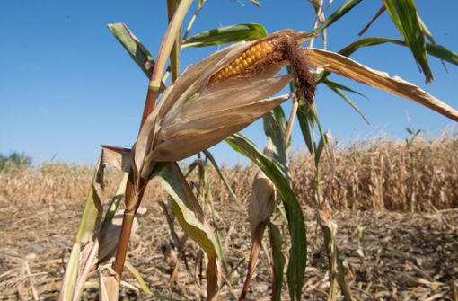 Trockenheit und Hitze bewirken große Ernteausfälle in Deutschland – so wie hier auf einem Maisfeld in Niedersachsen. Foto: dpa