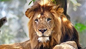 Szenen einer Ehe: Acht Jahre lebten Löwenmännchen Nyack . . . Foto: Indianapolis Zoo
