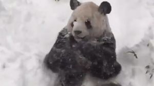 Der Panda Tian Tian im Zoo von Washington D.C. kann nicht genug bekommen von den Schneemassen. Foto: DU-Screenshot