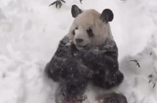 Der Panda Tian Tian im Zoo von Washington D.C. kann nicht genug bekommen von den Schneemassen. Foto: DU-Screenshot