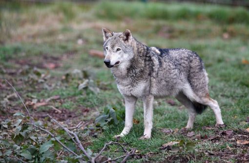 Wo kommt der Wolf her, der bei Weil der Stadt ein Reh getötet hat? Foto: Imago Images/Ulmer Pressebildagentur