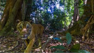Eine der seltenen Aufnahmen des Tigers in Malaysia. Foto: dpa/Emmanuel Rondeau